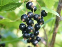 By mako from Kangasala, Suomi (Finland) - black currant (cassis), CC BY 2.0, https://commons.wikimedia.org/w/index.php?curid=7053578