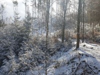 lesycr.cz; Stav před realizací