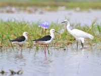https://commons.wikimedia.org/wiki/Category:Wetlands#/media/File:Black-winged_Stilt_et_Dimorphic_Egret_du_Lac_Kinkony,_Boeny,_Madagascar.jpg
