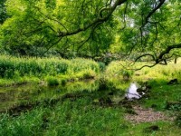 https://commons.wikimedia.org/wiki/Category:Wetlands#/media/File:500px_photo_(221831851).jpeg
